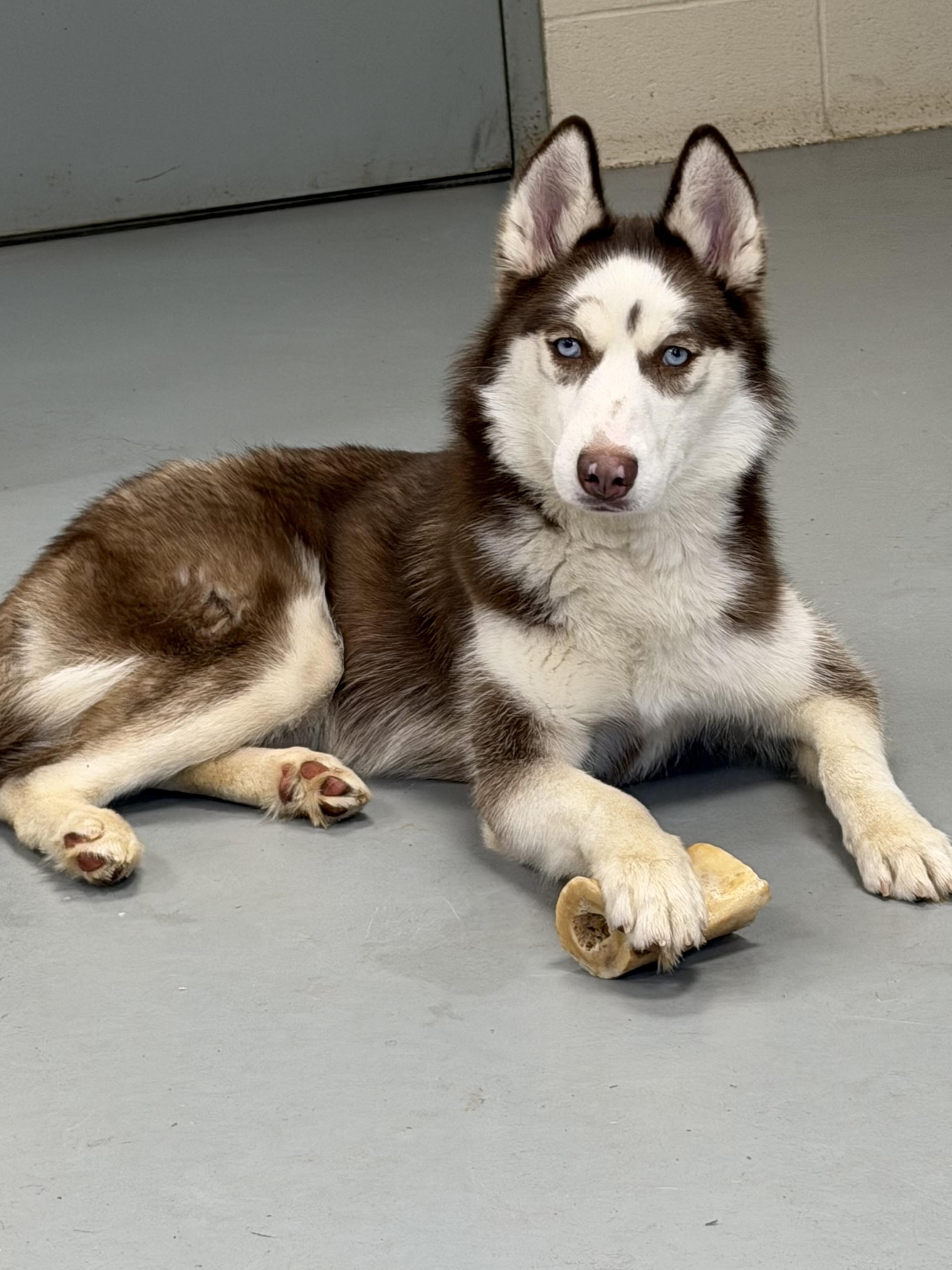 CC, ADOPTABLE, Young Female Husky.