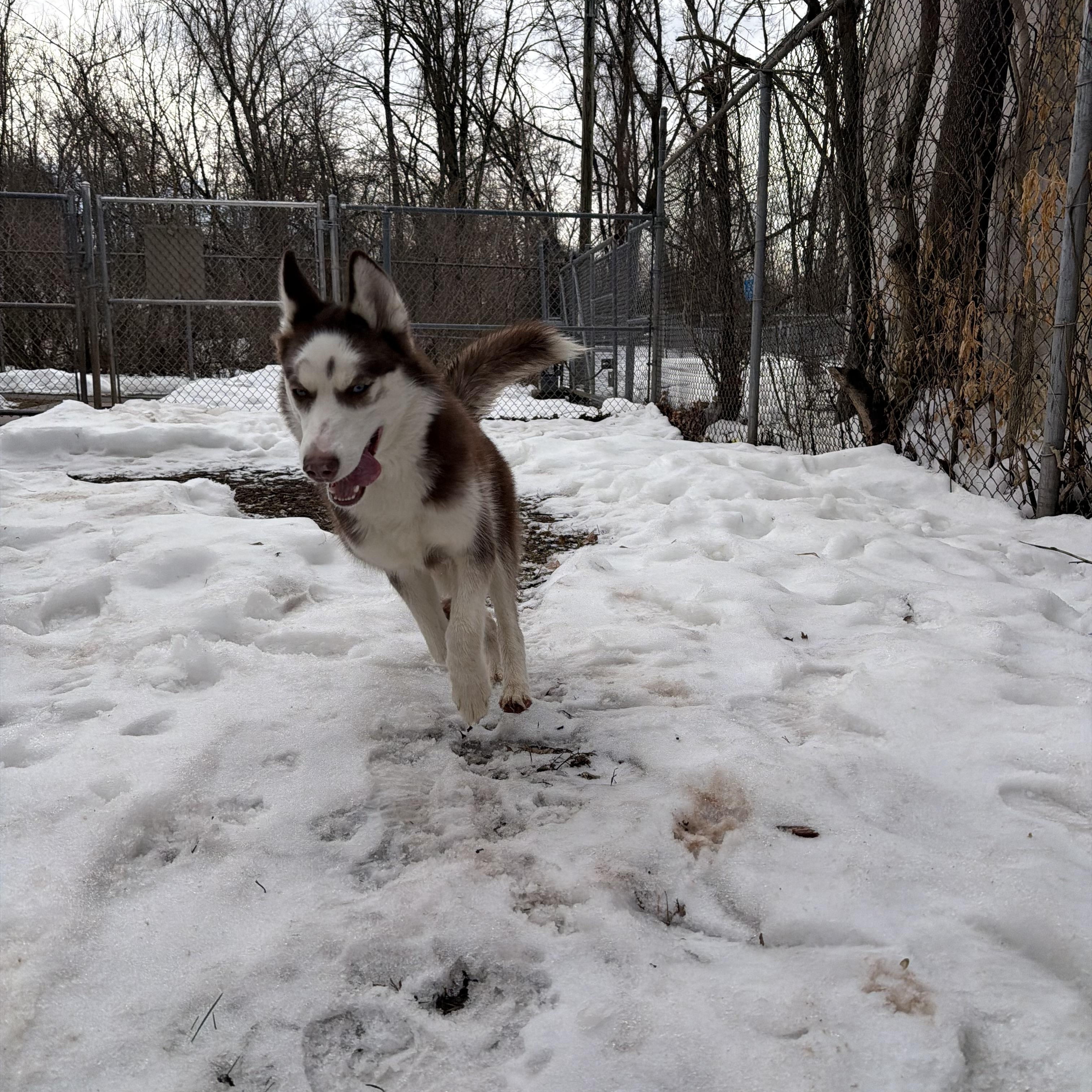 Enlarge CC, a ADOPTABLE Husky in New Britain, CT image 4/4