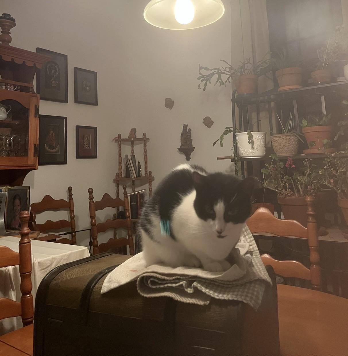 Enlarge MATILDA (FA/FF), a Adoptable Domestic Short Hair in Sainte-Angele-de-Monnoir, QC image 5/5
