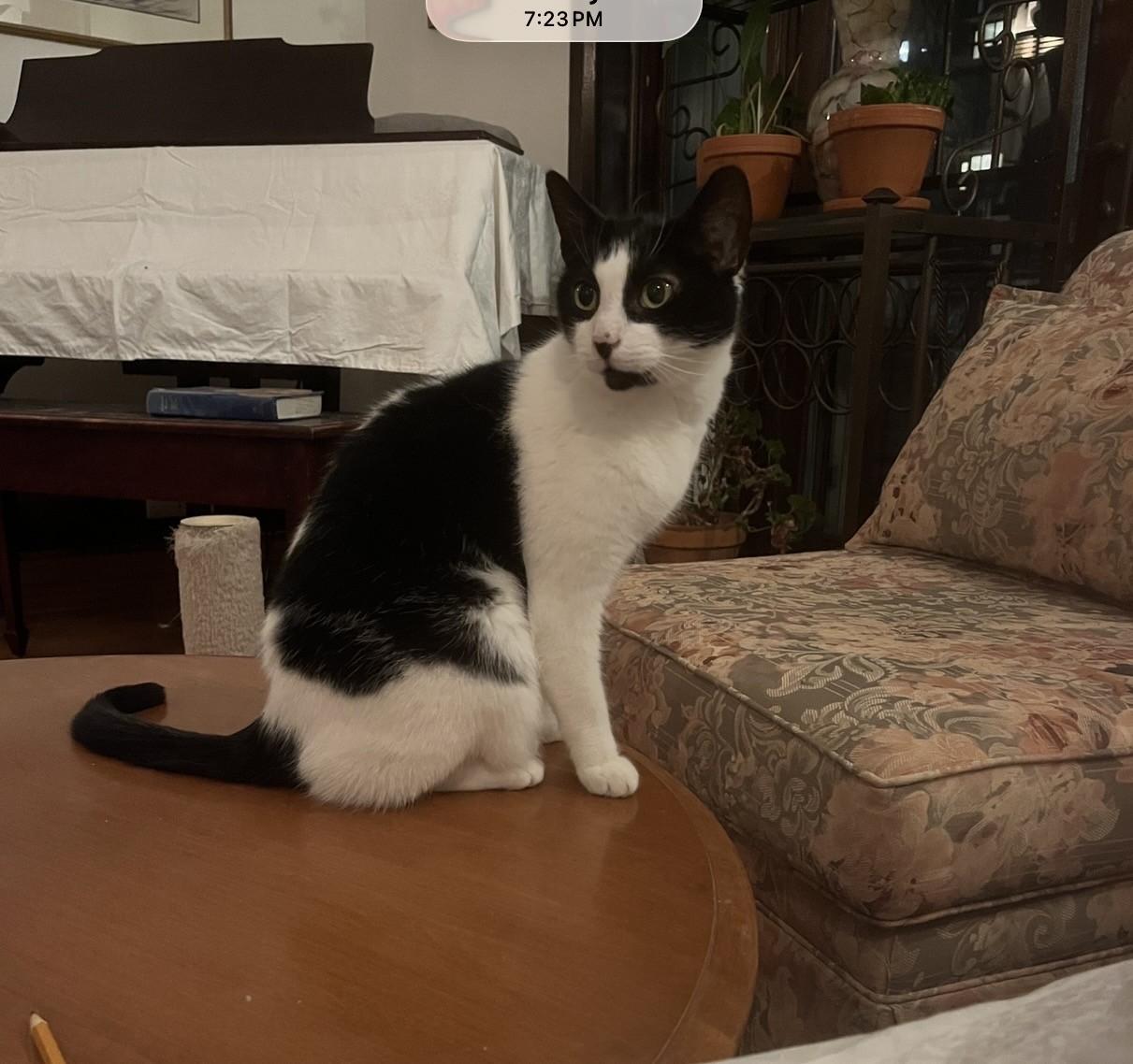 Enlarge MATILDA (FA/FF), a Adoptable Domestic Short Hair in Sainte-Angele-de-Monnoir, QC image 1/5