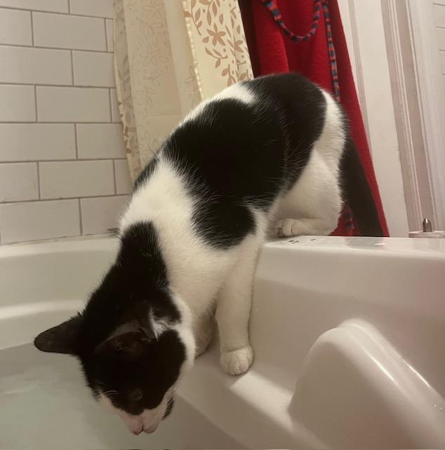 Enlarge MATILDA (FA/FF), a Adoptable Domestic Short Hair in Sainte-Angele-de-Monnoir, QC image 4/5