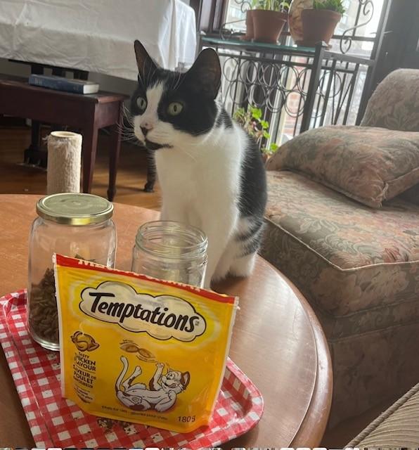 Enlarge MATILDA (FA/FF), a Adoptable Domestic Short Hair in Sainte-Angele-de-Monnoir, QC image 2/5
