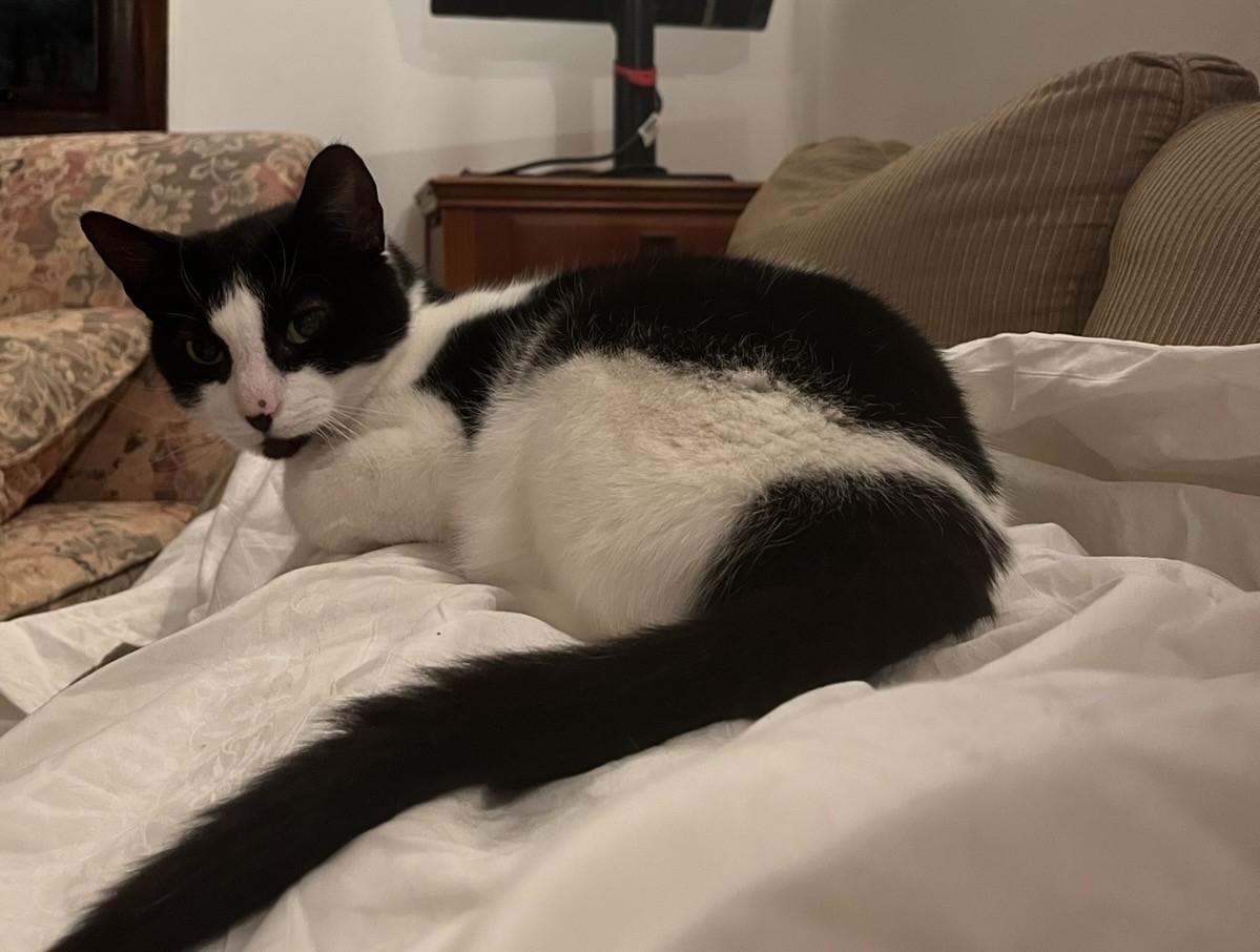 Enlarge MATILDA (FA/FF), a Adoptable Domestic Short Hair in Sainte-Angele-de-Monnoir, QC image 3/5