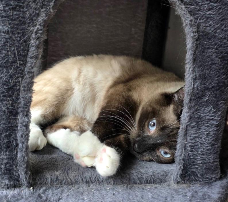 MING, Adopted, Young Male Siamese.