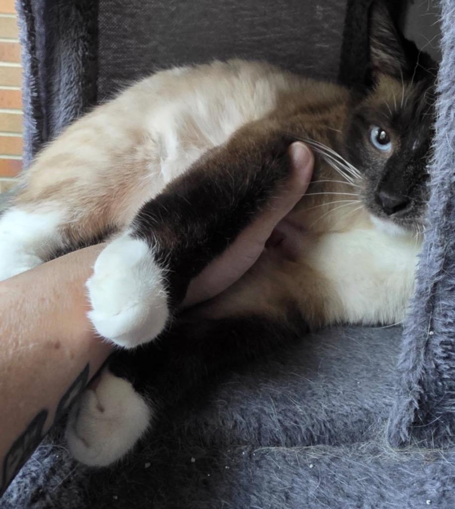 Enlarge MING, a Adopted Siamese in Muskegon, MI image 2/6