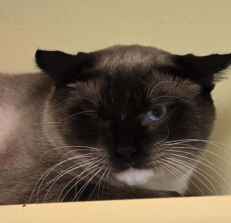 Enlarge MING, a Adopted Siamese in Muskegon, MI image 3/6