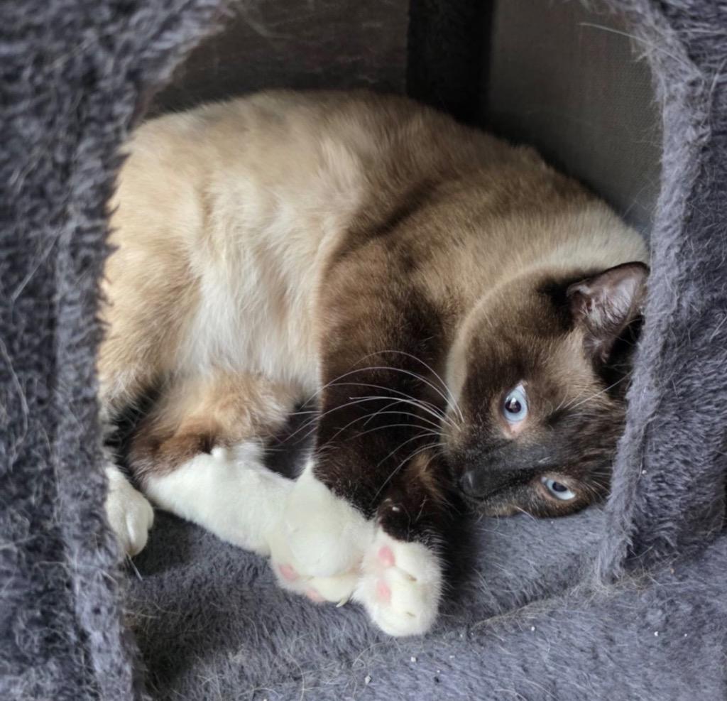 Enlarge MING, a Adopted Siamese in Muskegon, MI image 4/6