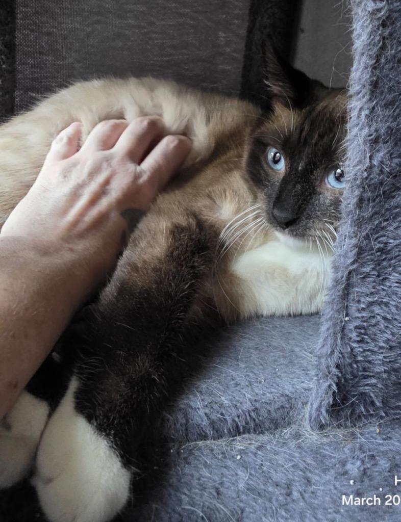 Enlarge MING, a Adopted Siamese in Muskegon, MI image 5/6