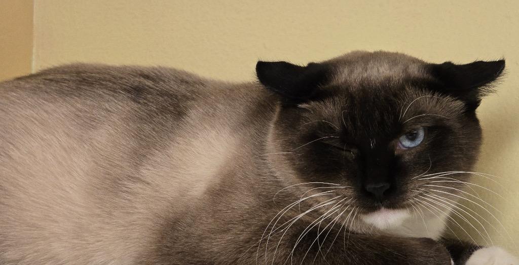 Enlarge MING, a Adopted Siamese in Muskegon, MI image 6/6