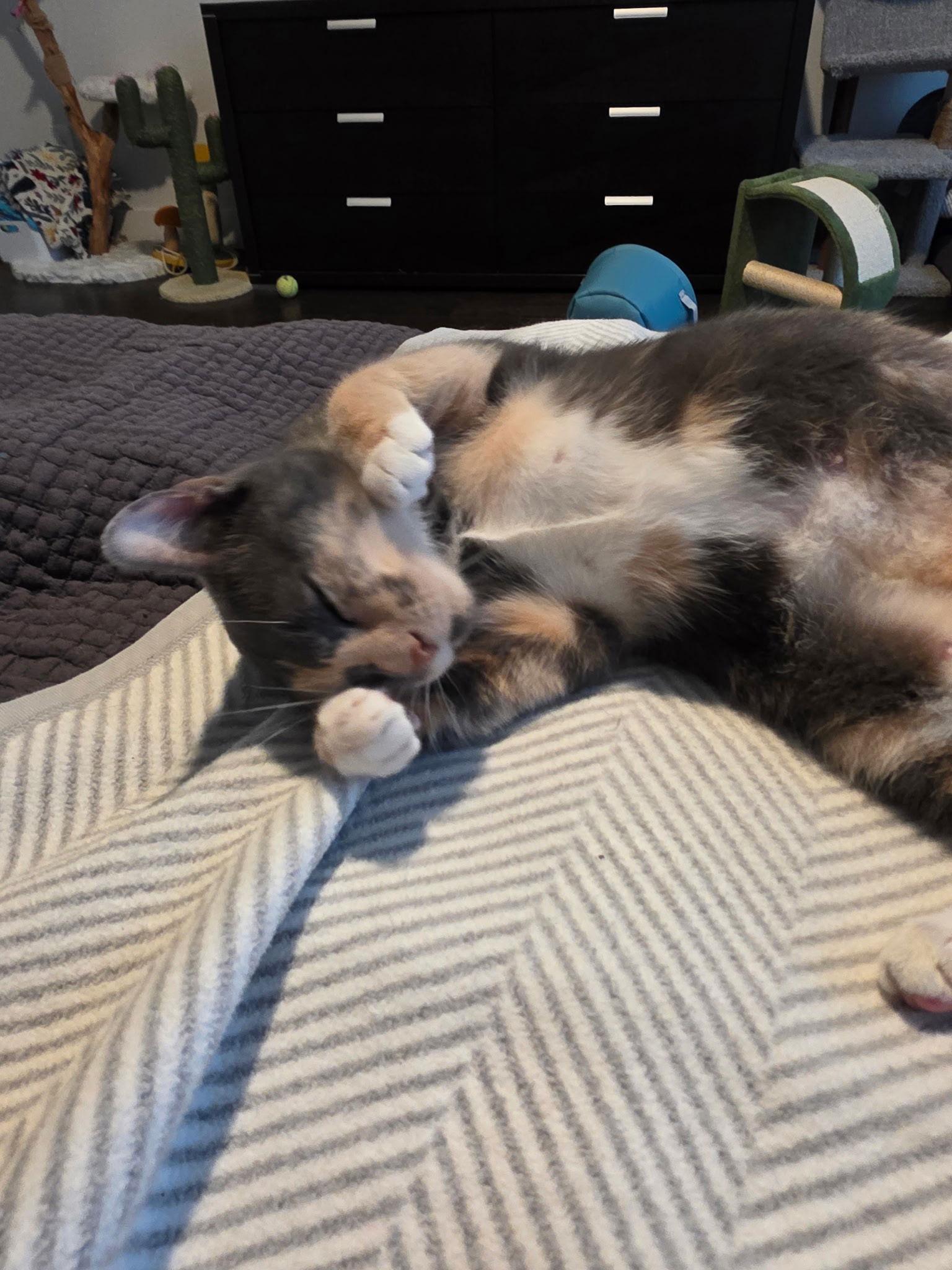 Wendy, Adoptable, Adult Female Domestic Short Hair.