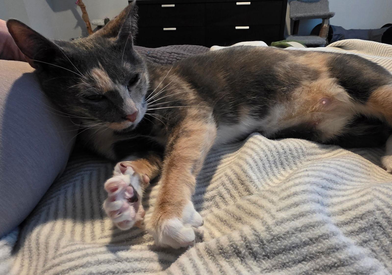 Enlarge Wendy, a Adoptable Domestic Short Hair in Frisco, TX image 2/3