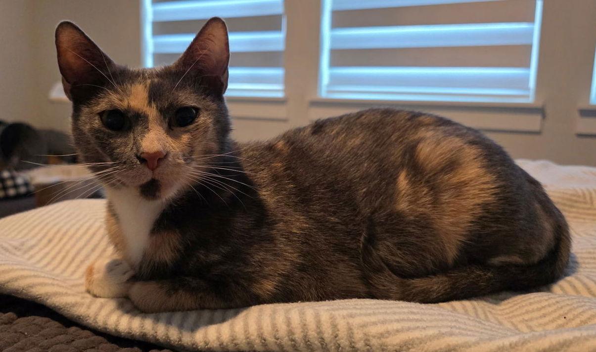 Enlarge Wendy, a Adoptable Domestic Short Hair in Frisco, TX image 3/3