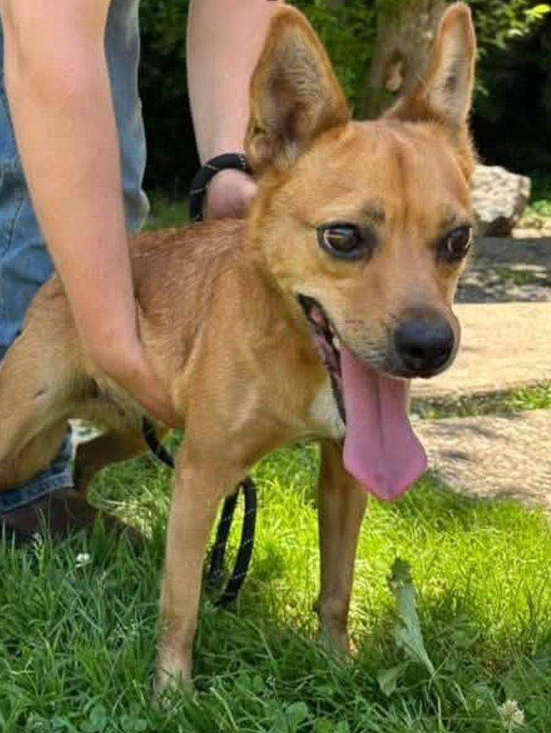 Kathy, ADOPTABLE, Adult Female Feist.
