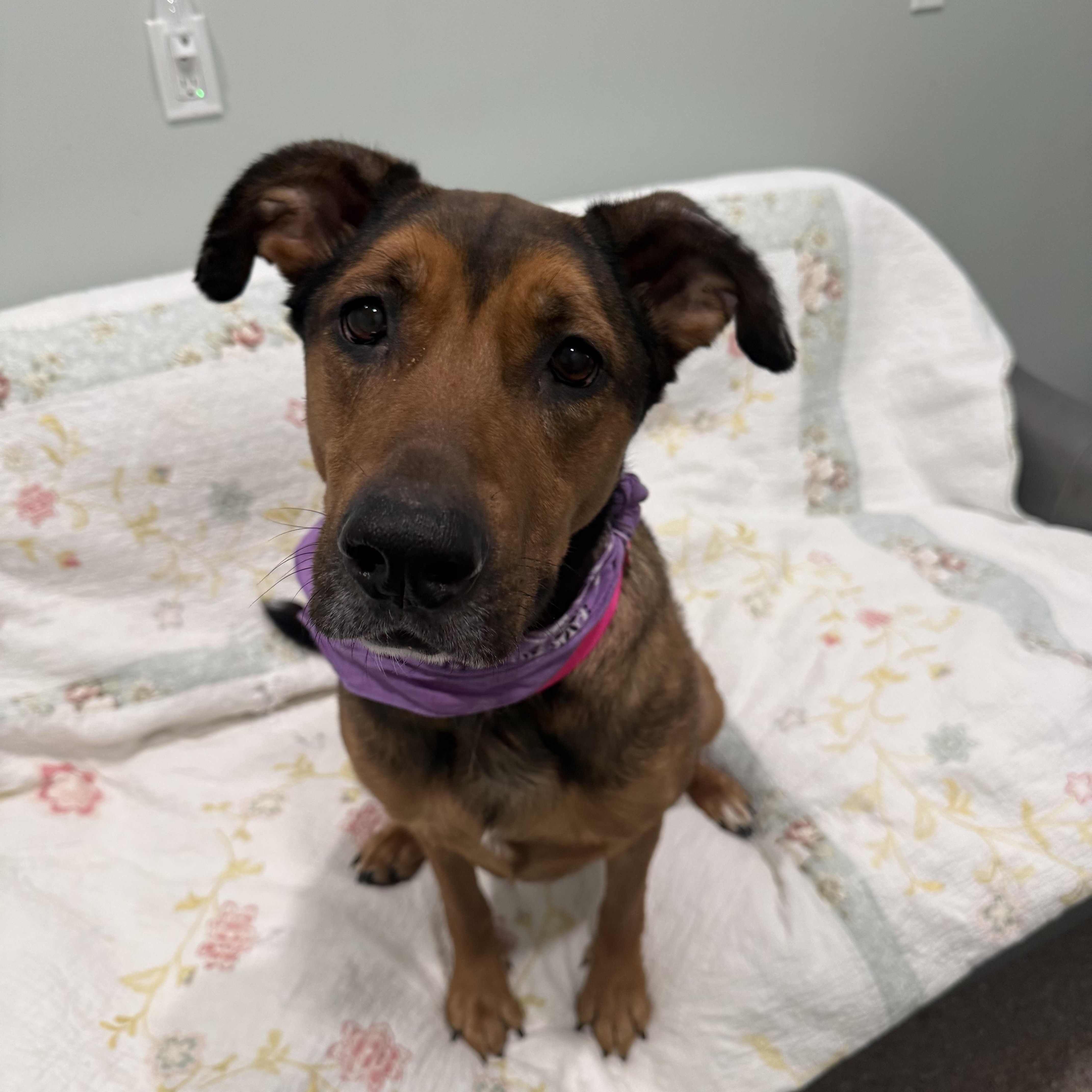Zoey- Currently Enrolled in Prison Program, a ADOPTABLE mixed breed in Sault Sainte Marie, MI image 1/3
