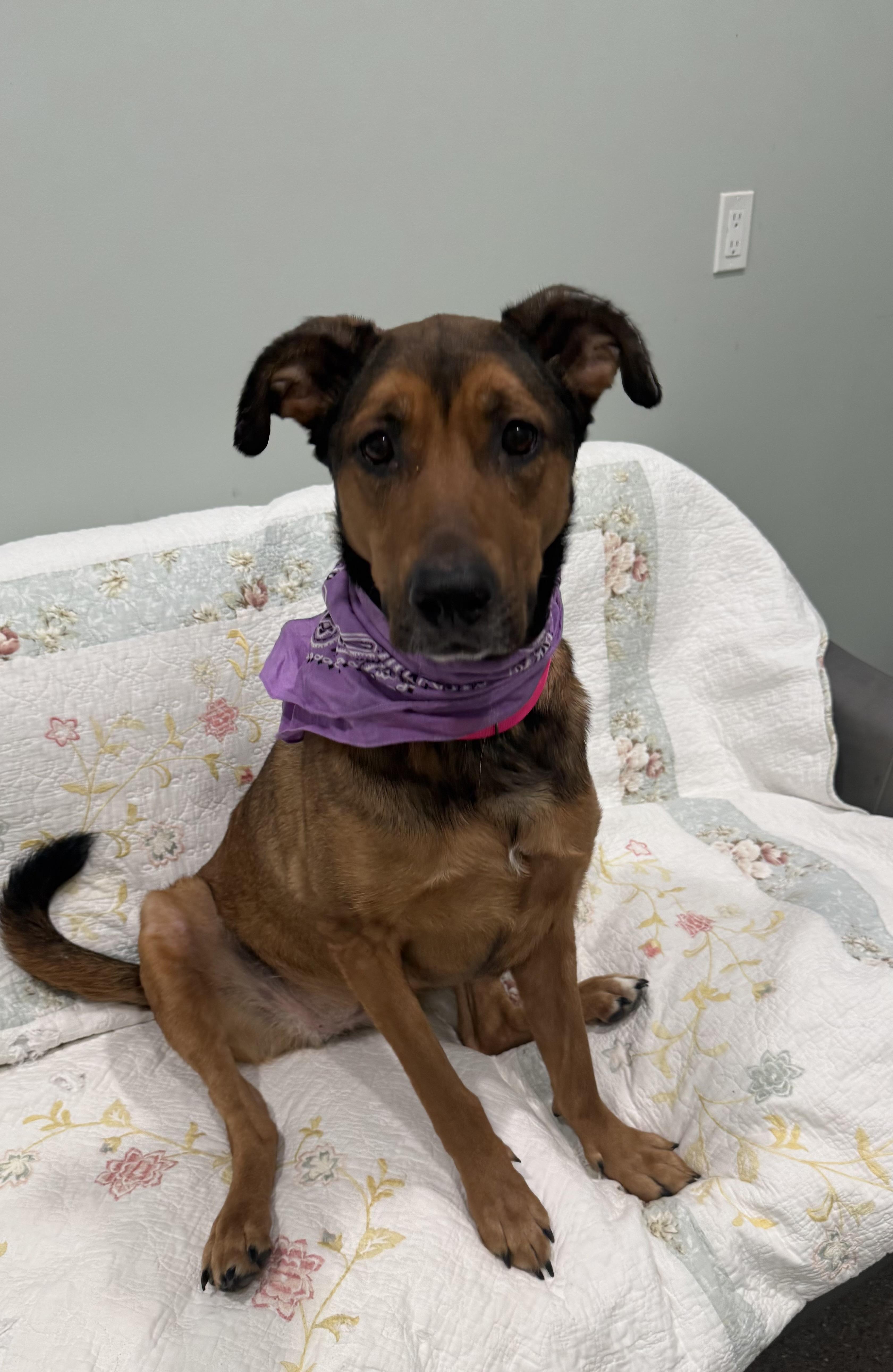 Zoey- Currently Enrolled in Prison Program, a ADOPTABLE mixed breed in Sault Sainte Marie, MI image 3/3
