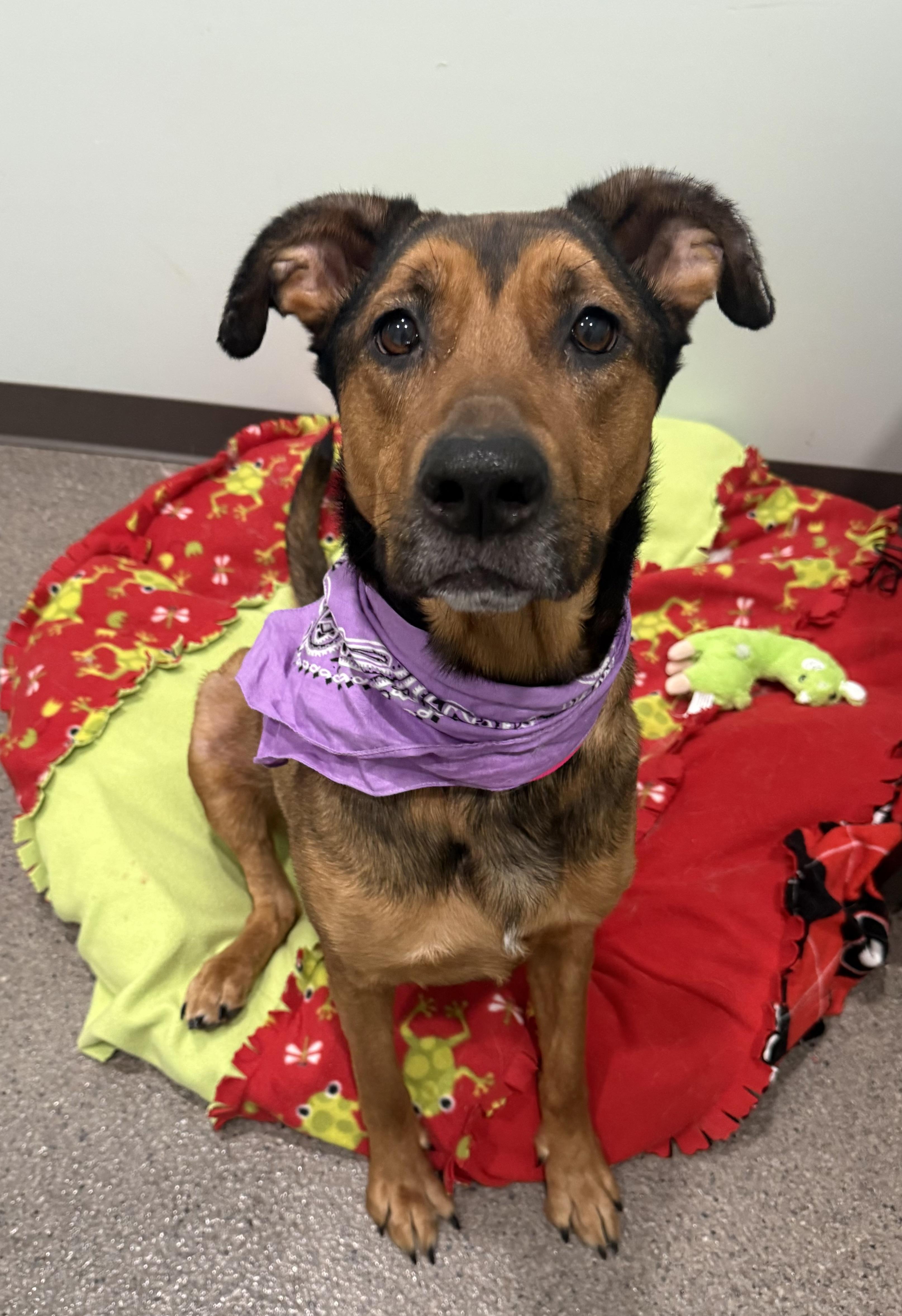 Zoey- Currently Enrolled in Prison Program, a ADOPTABLE mixed breed in Sault Sainte Marie, MI image 2/3
