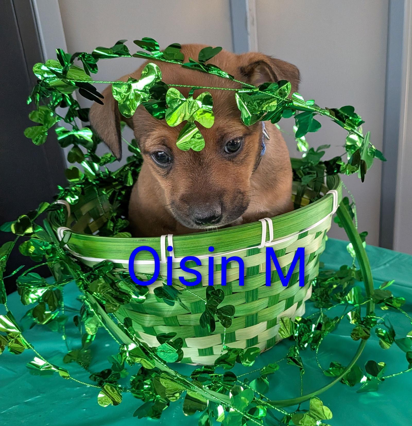 Enlarge Oisin, a Adoptable mixed breed in Charlotte, NC image 1/1