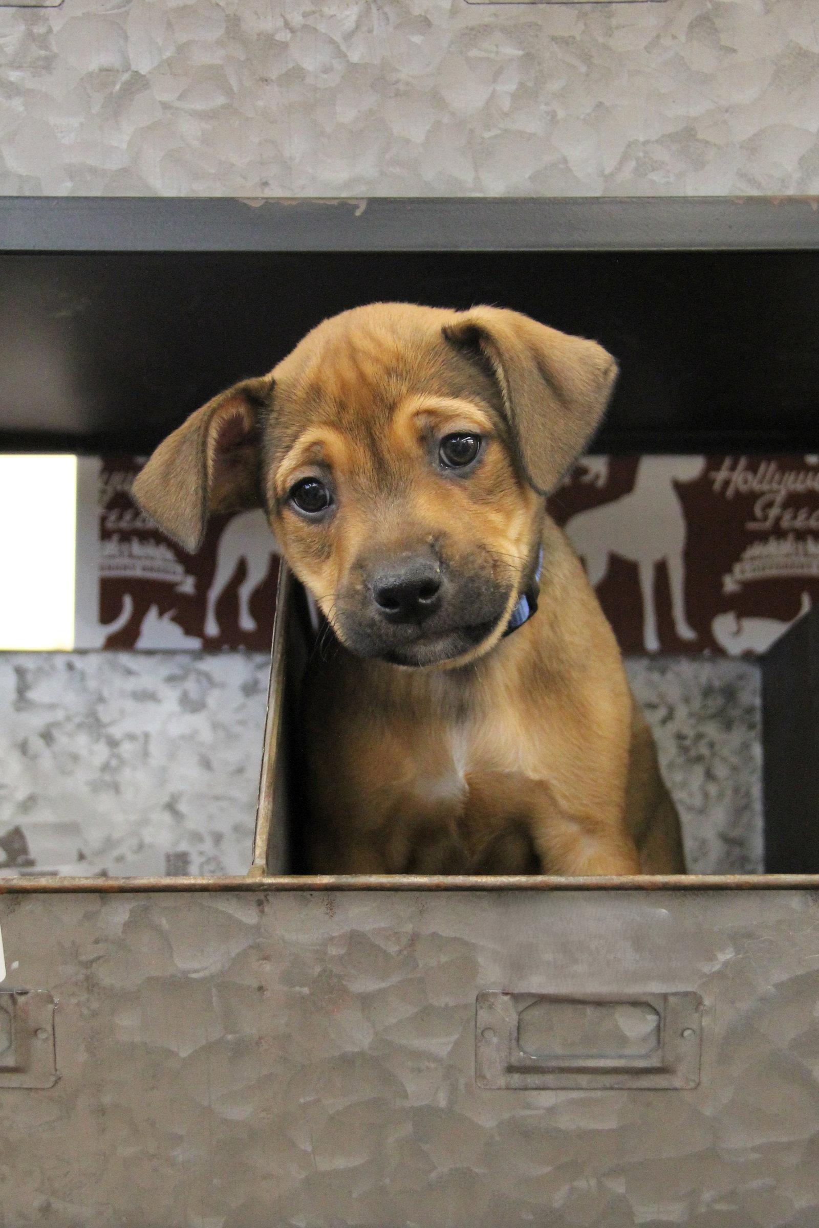 Enlarge Oisin, a Adoptable mixed breed in Charlotte, NC image 2/3