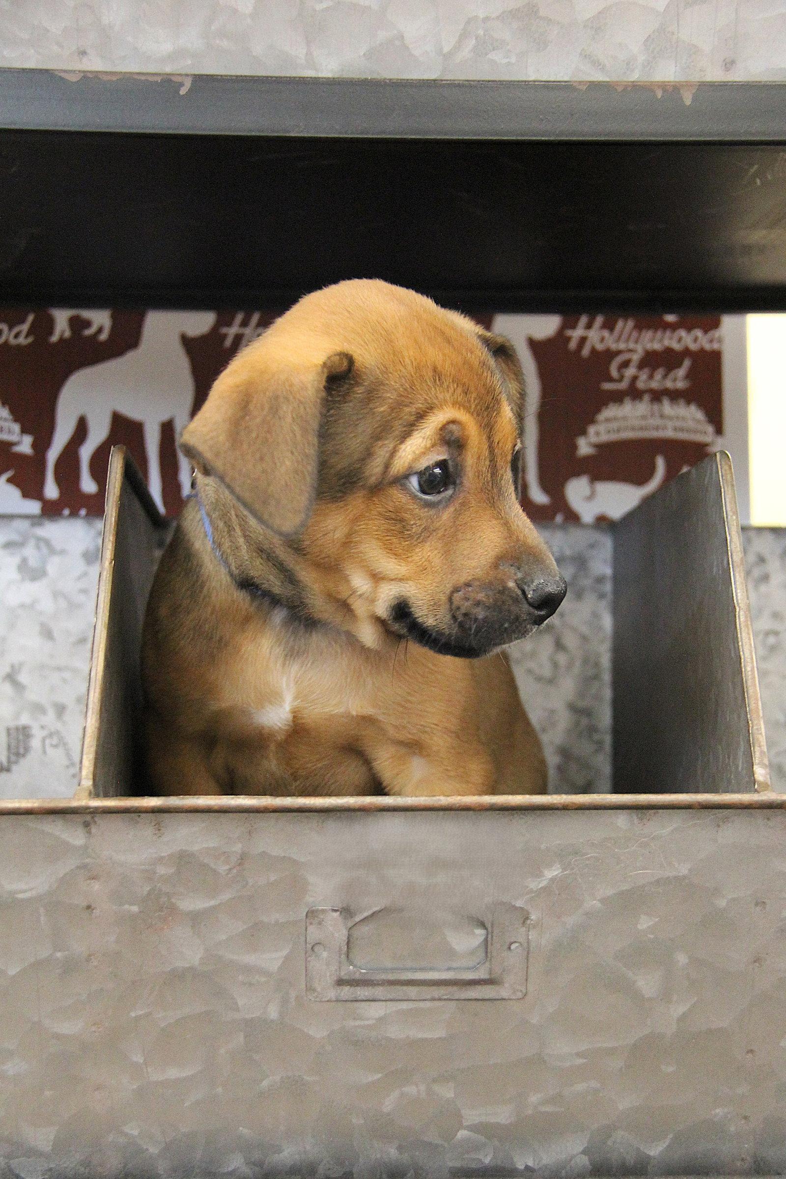 Enlarge Oisin, a Adoptable mixed breed in Charlotte, NC image 3/3
