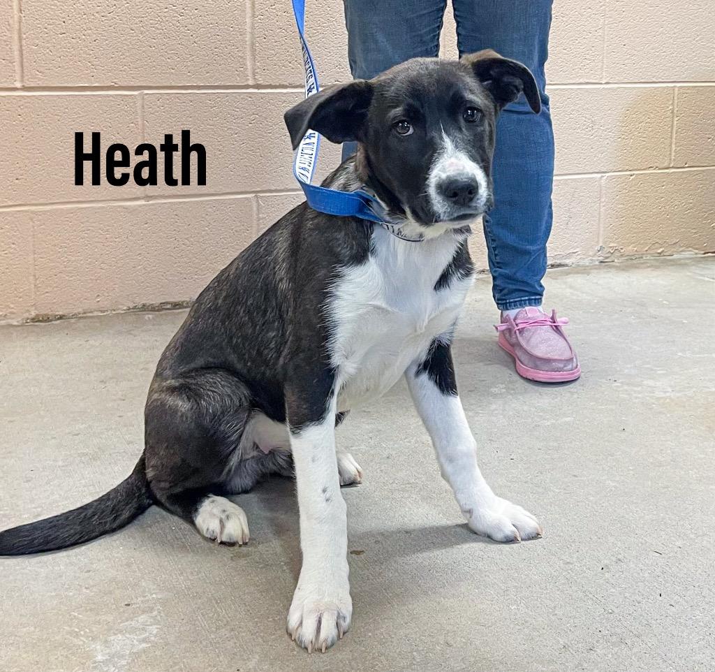 Heath, Adoptable, Puppy Male Labrador Retriever & Plott Hound.