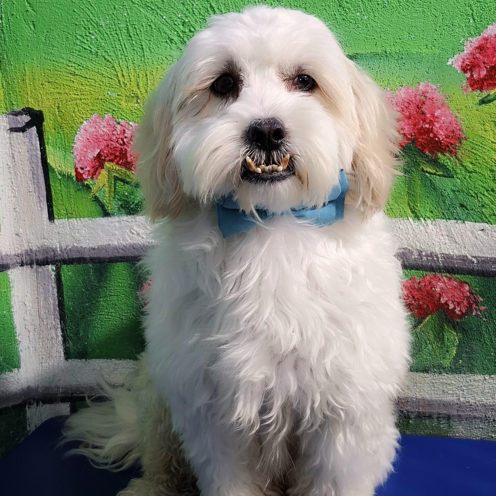 Mr. Cutie Pie Chancy, a Adoptable mixed breed in Ridgefield, WA image 2/6