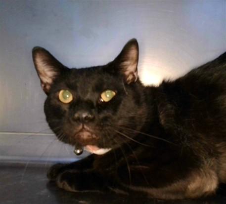 PRECIOUS, Adoptable, Young Male Domestic Short Hair & Domestic Short Hair.
