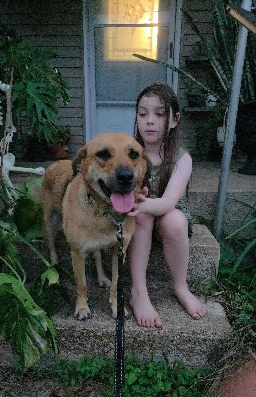 Pepper Pretty Girl, Adoptable, Adult Female Shepherd & Labrador Retriever.