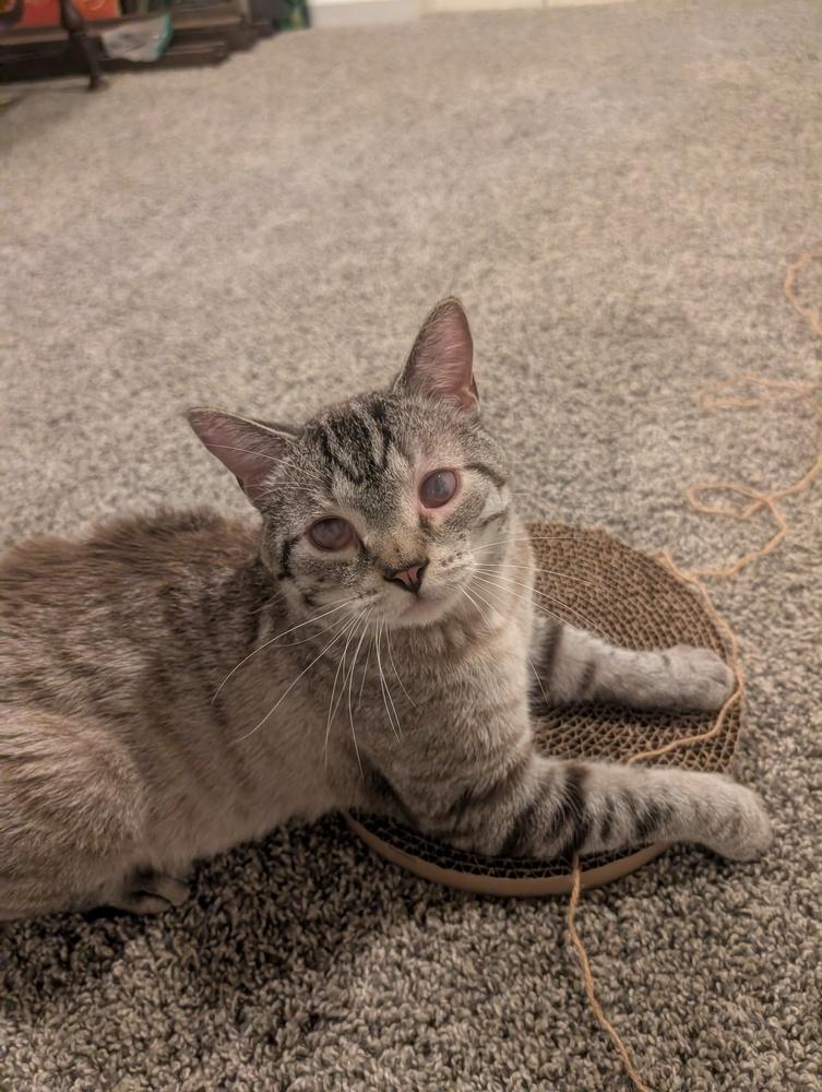 Othniel, Adoptable, Young Male Siamese.