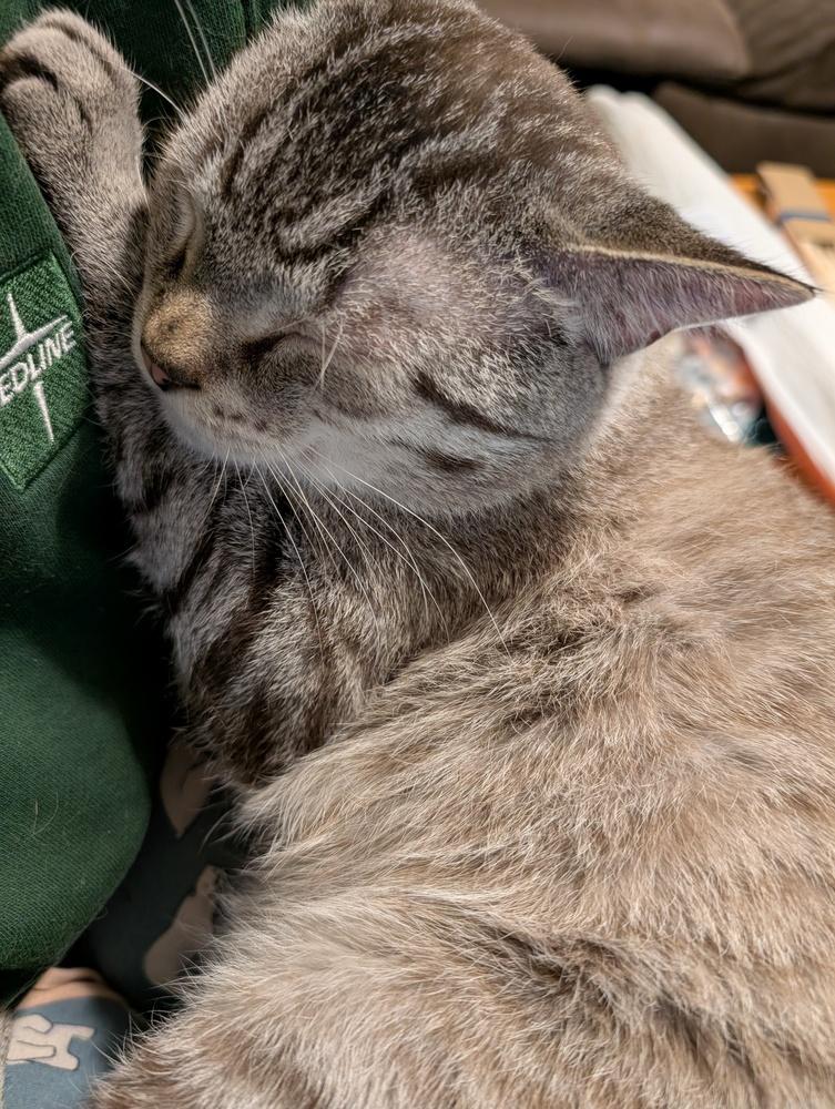 Enlarge Othniel, a Adoptable mixed breed in Wheaton, IL image 2/6