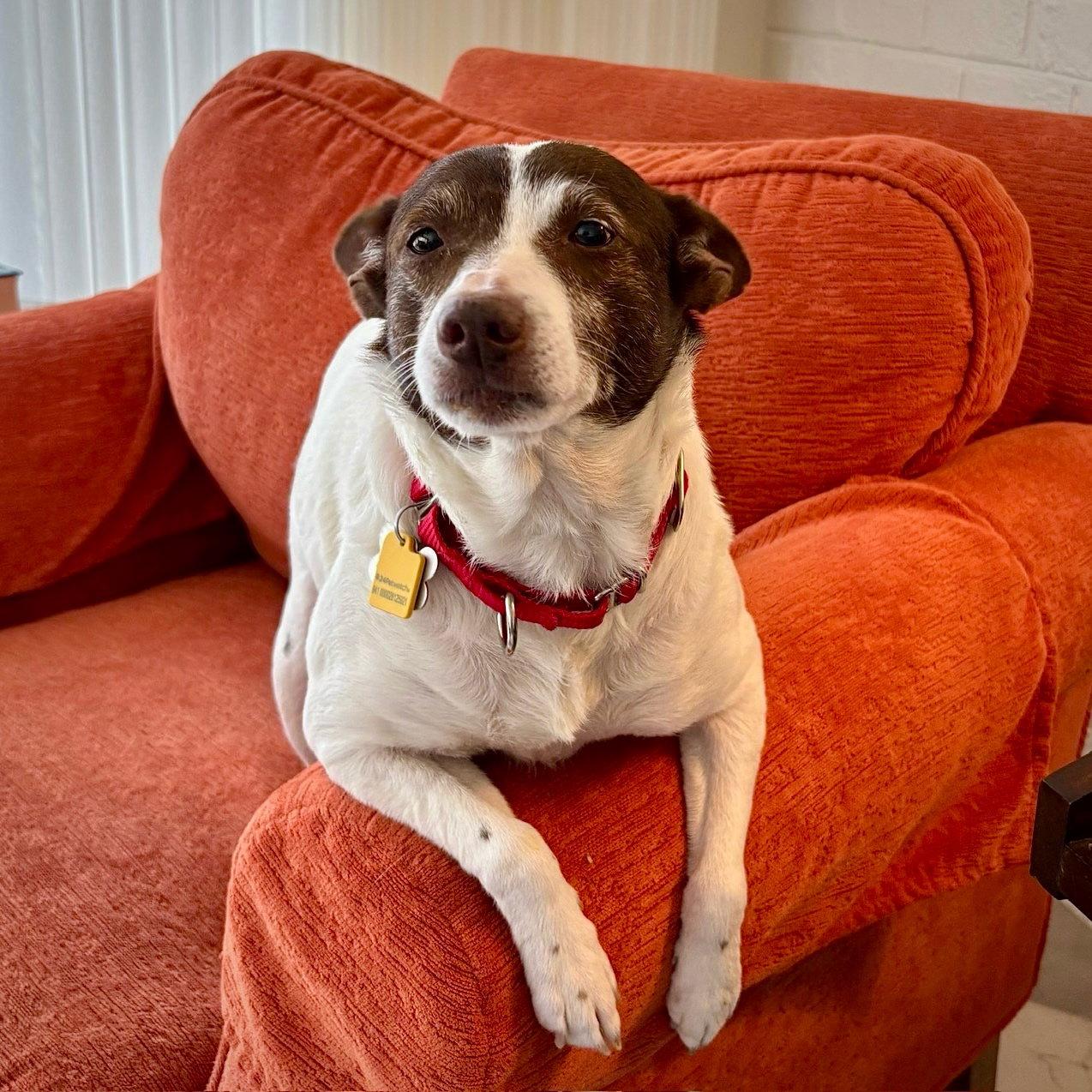 Tootsie (VA), Adopted, Adult Female Rat Terrier & Jack Russell Terrier.