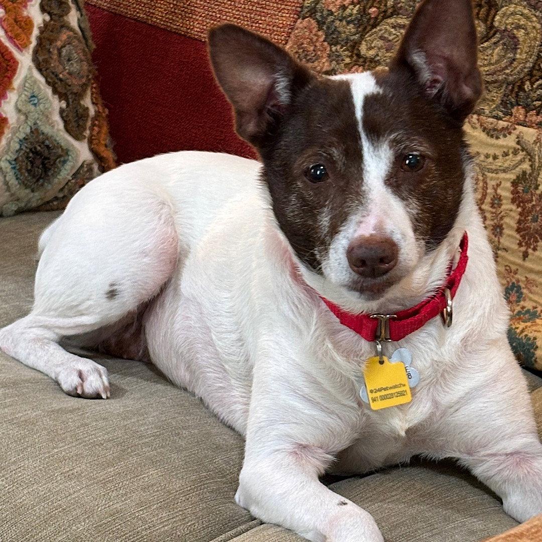 Enlarge Tootsie (VA), a Adopted mixed breed in Atlanta, GA image 2/3