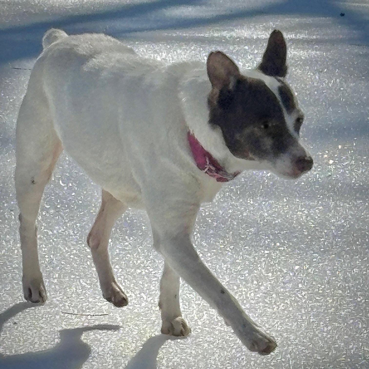 Enlarge Tootsie (VA), a Adopted mixed breed in Atlanta, GA image 3/3