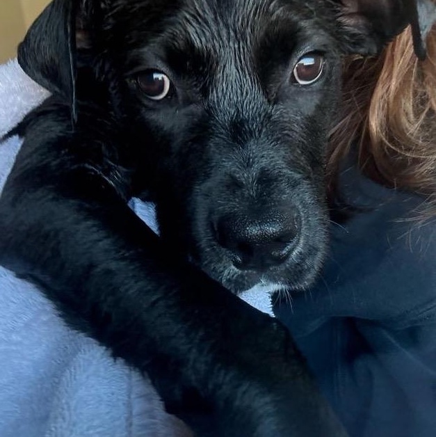 Buzz, an adopted mixed breed in New Boston, NH image 2/6