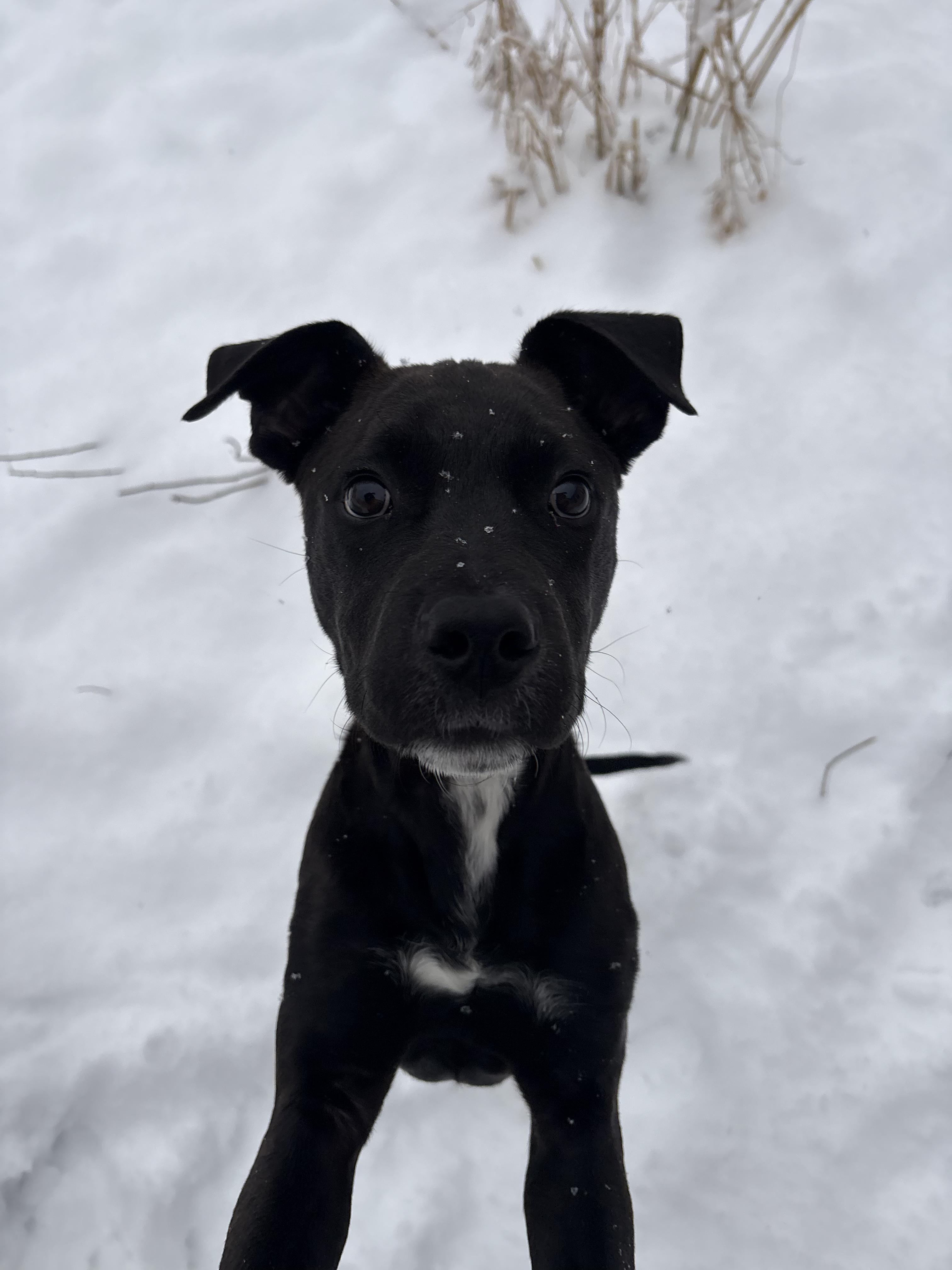 Buzz, adopted, Puppy Male Black Labrador Retriever.