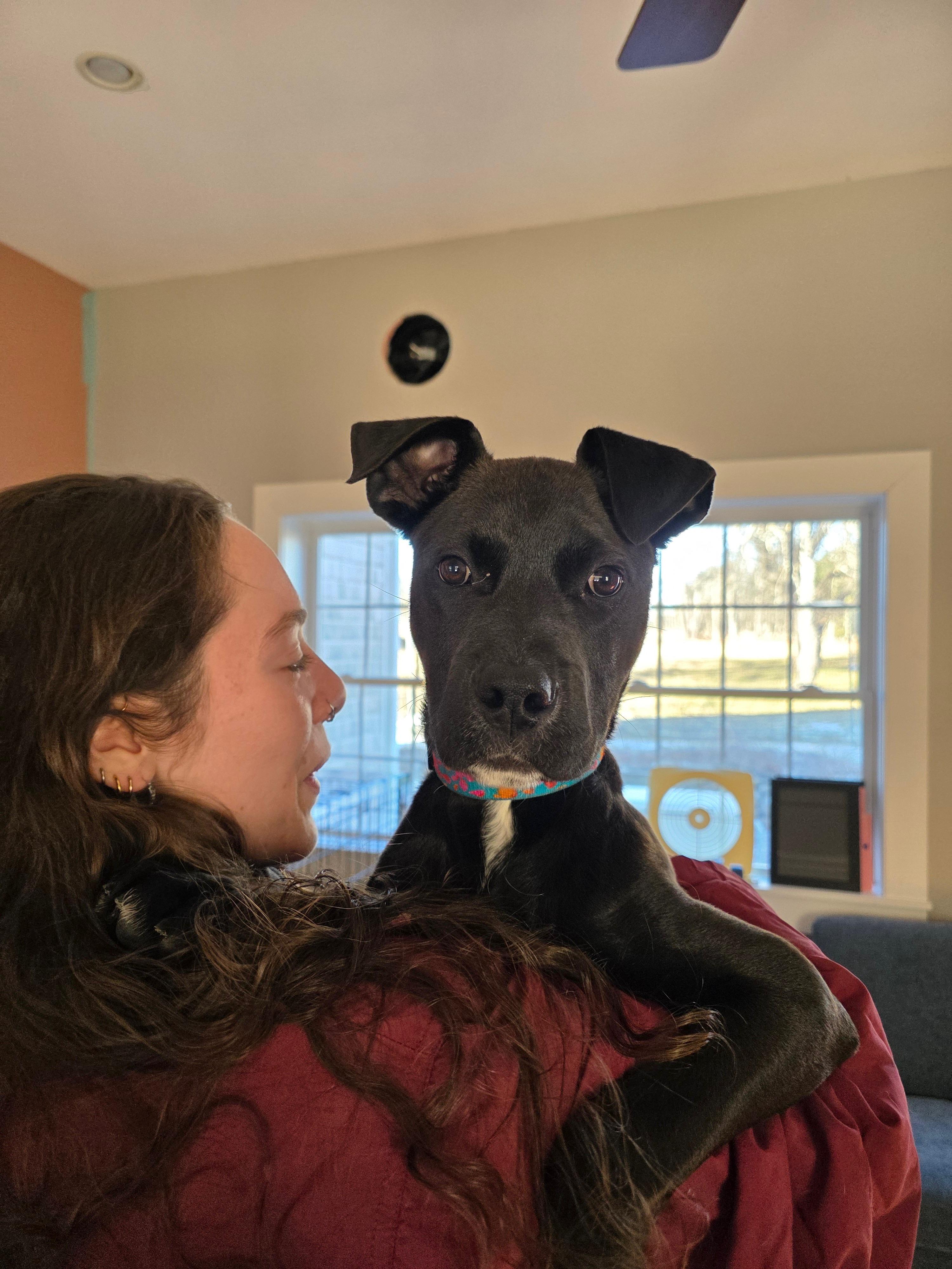 Buzz, an adopted mixed breed in New Boston, NH image 4/6