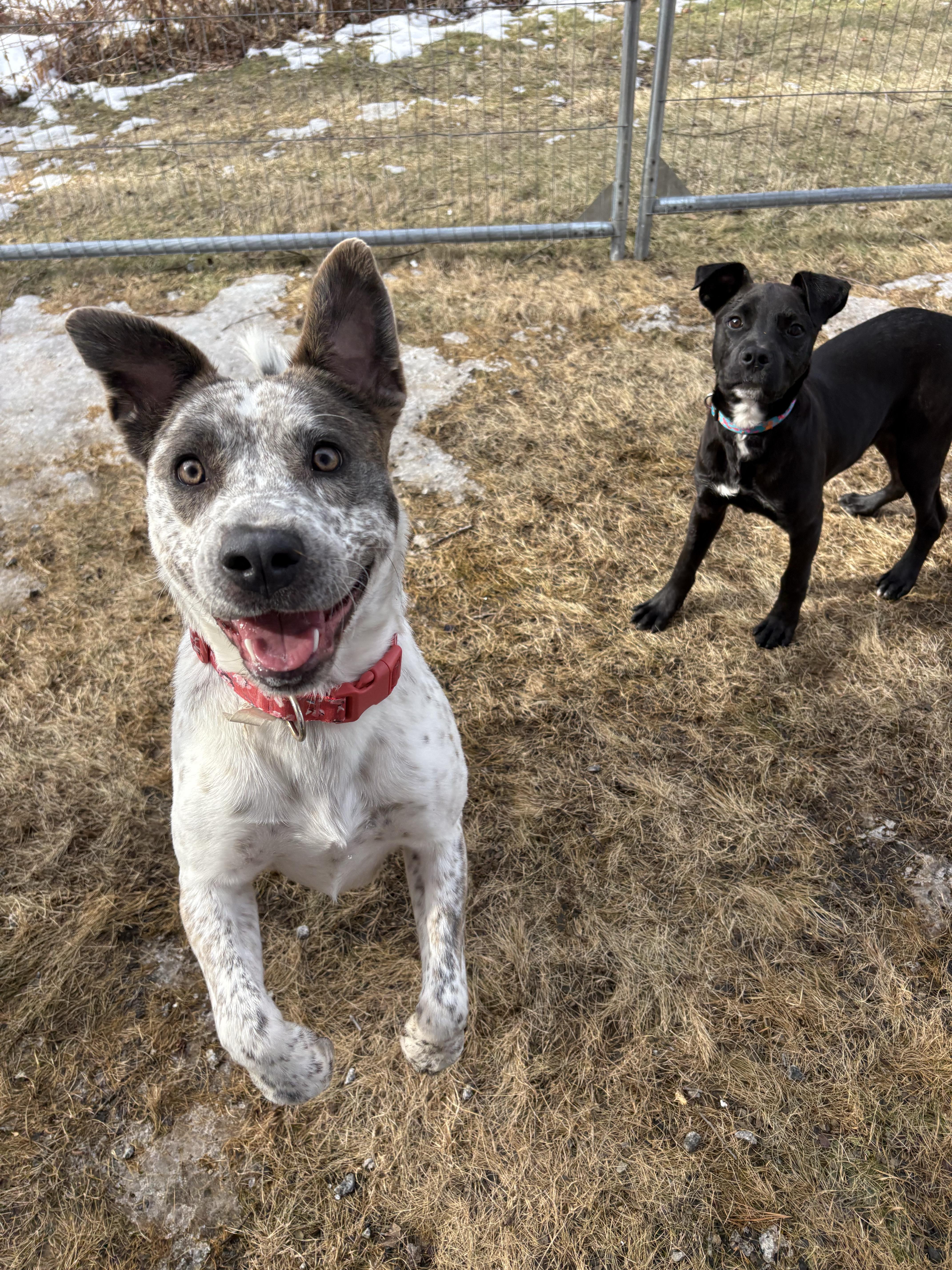 Buzz, an adopted mixed breed in New Boston, NH image 3/6