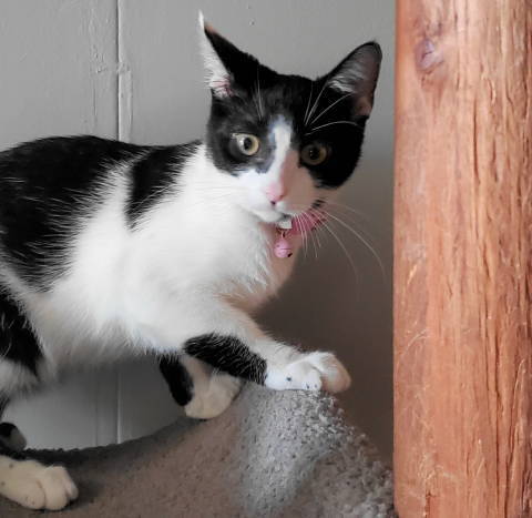 A-Tinker Bell, a Adoptable mixed breed in Frankston, TX image 1/8