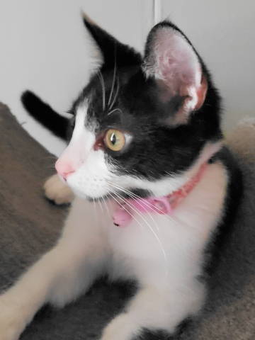 A-Tinker Bell, a Adoptable mixed breed in Frankston, TX image 2/8