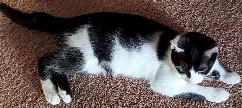 A-Tinker Bell, a Adoptable mixed breed in Frankston, TX image 3/8