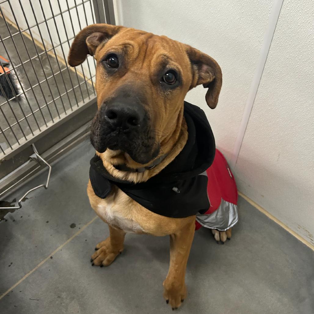 Bigfoot, Adoptable, Adult Male Mixed Breed.