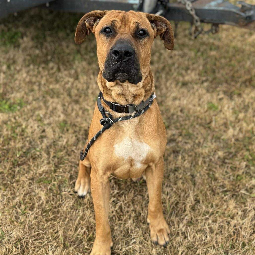 Enlarge Bigfoot, a Adoptable Mixed Breed in Dickinson, TX image 2/4