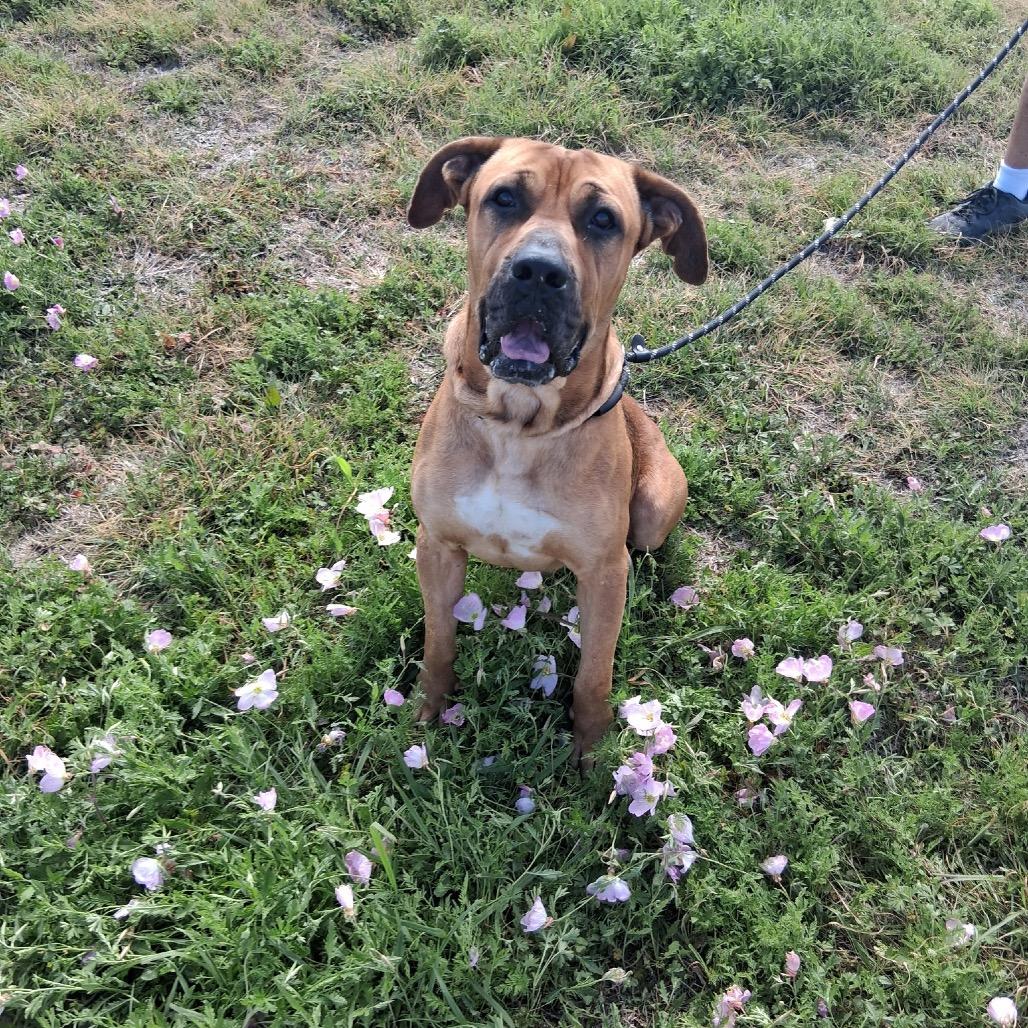 Enlarge Bigfoot, a Adoptable Mixed Breed in Dickinson, TX image 3/6