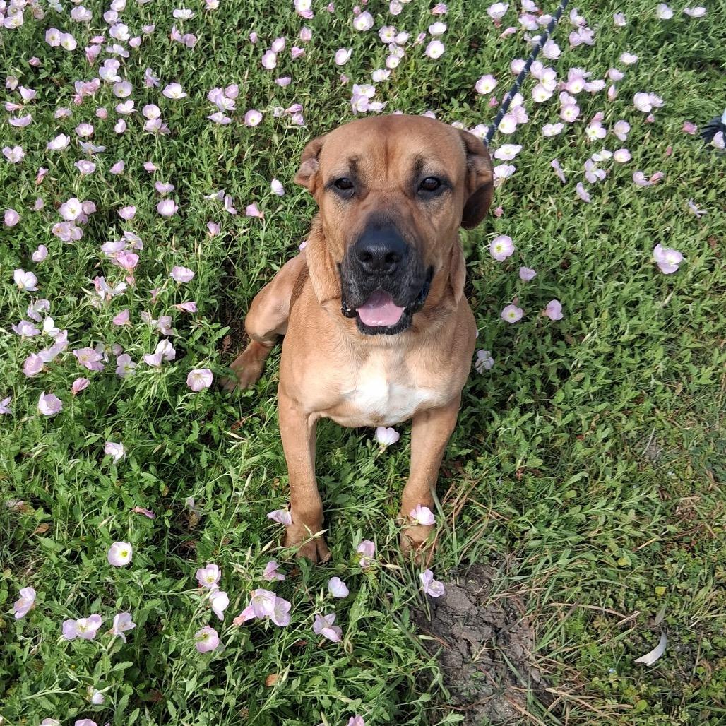 Enlarge Bigfoot, a Adoptable Mixed Breed in Dickinson, TX image 4/6