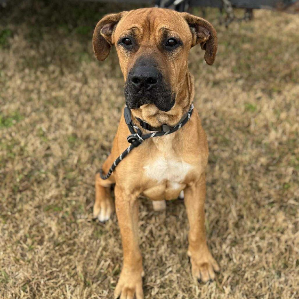Enlarge Bigfoot, a Adoptable Mixed Breed in Dickinson, TX image 3/4