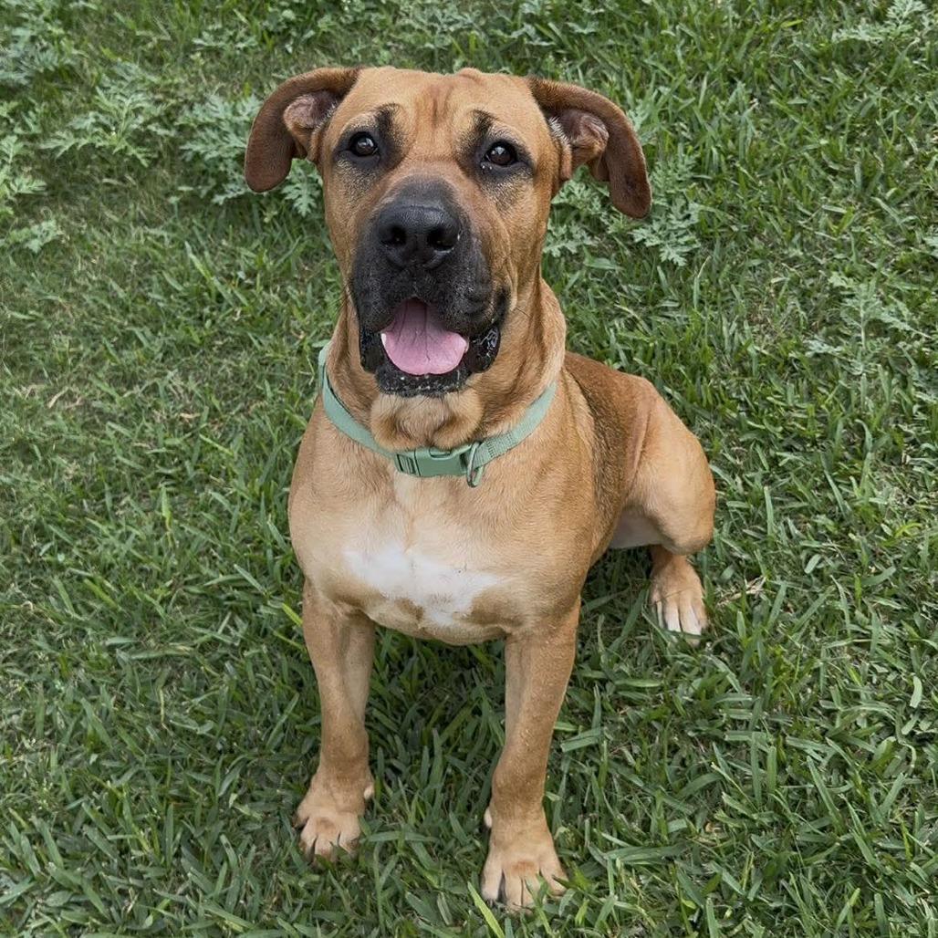 Bigfoot, a Adoptable Mixed Breed in Dickinson, TX image 5/6