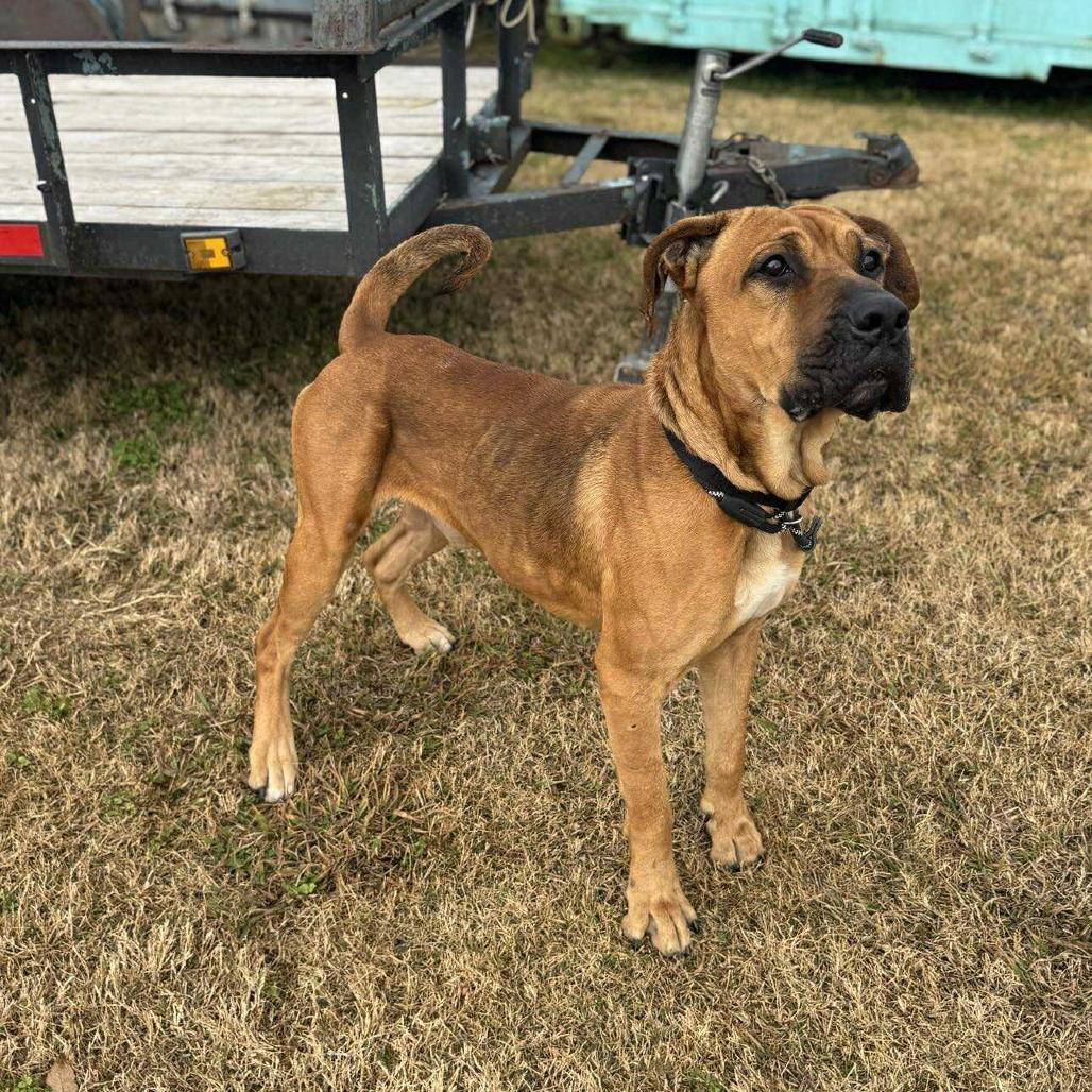 Enlarge Bigfoot, a Adoptable Mixed Breed in Dickinson, TX image 4/4