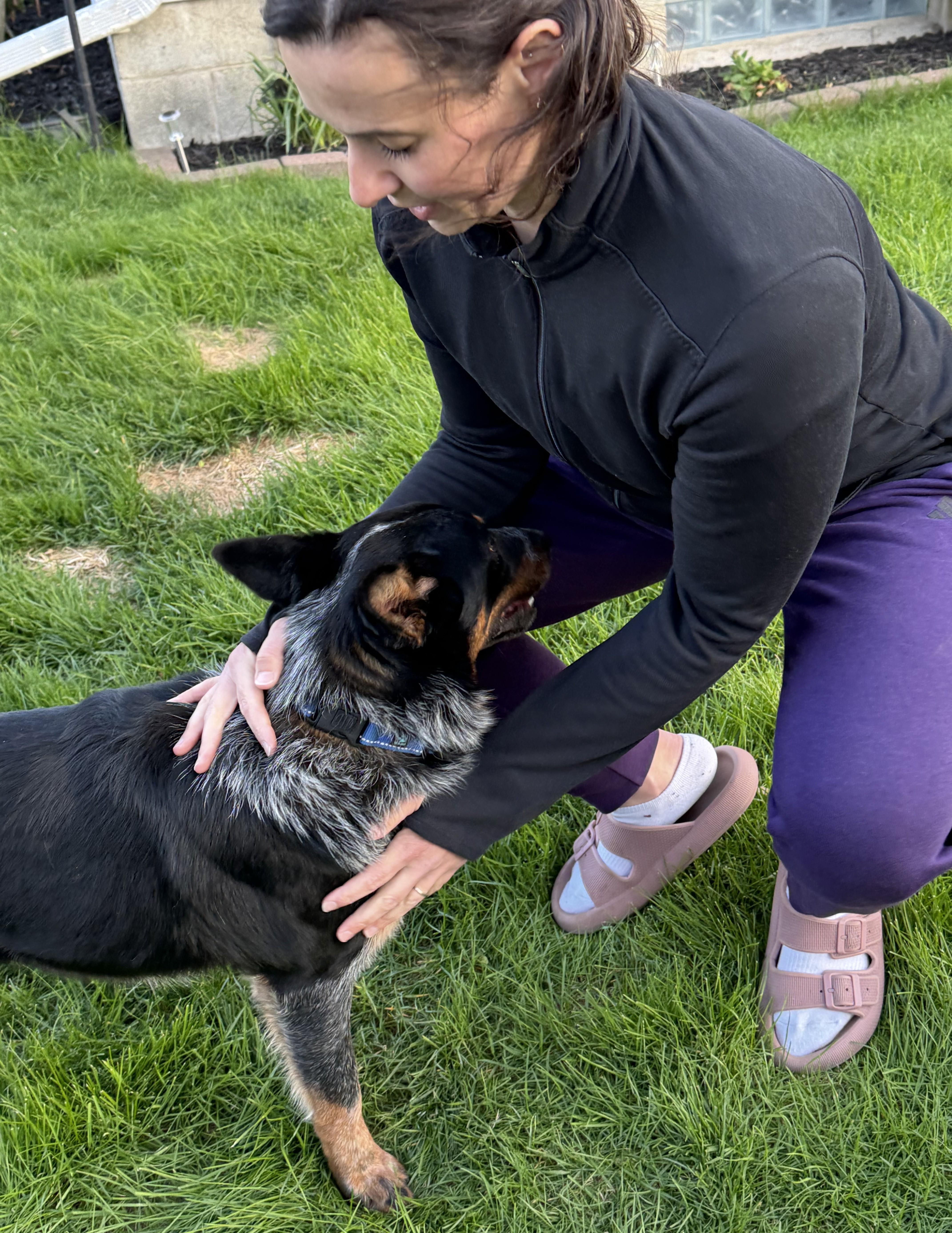 Goose, an adopted Cattle Dog in Albany, NY image 3/5