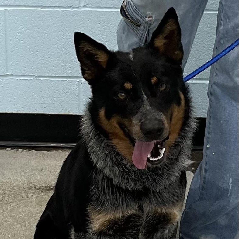 Enlarge Goose, a ADOPTABLE Cattle Dog in Albany, NY image 2/2