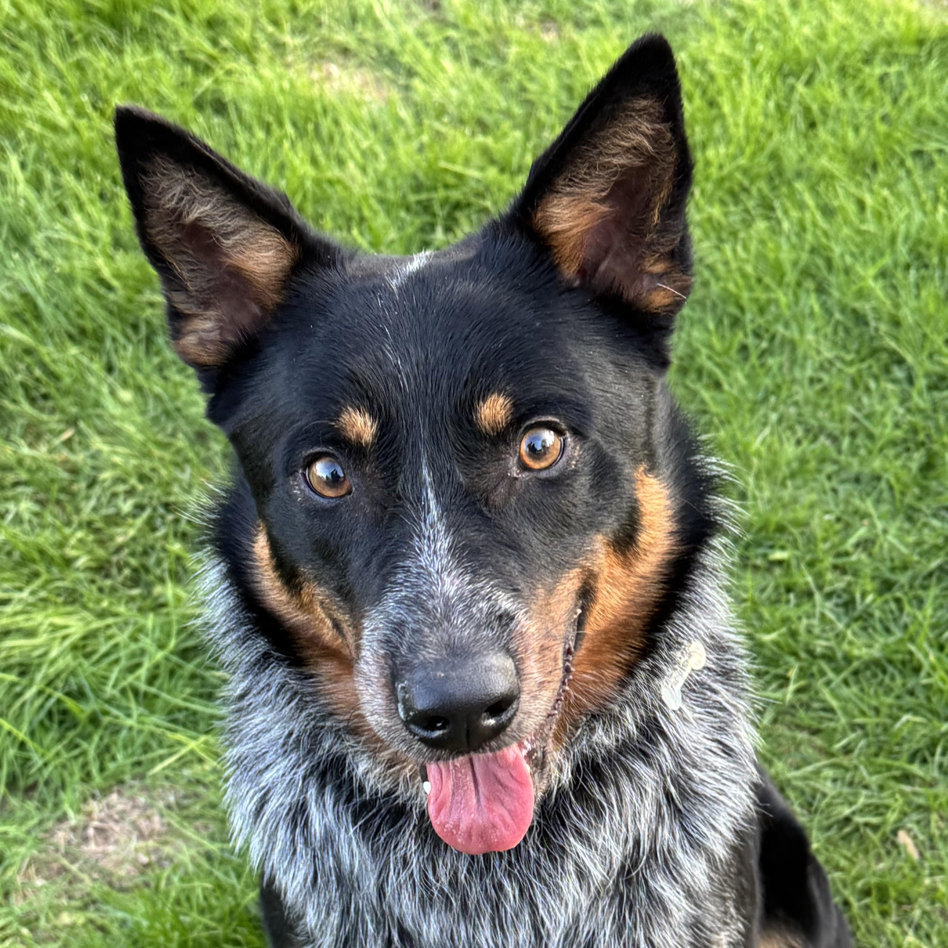 Goose, adoptable, Young Male Cattle Dog.