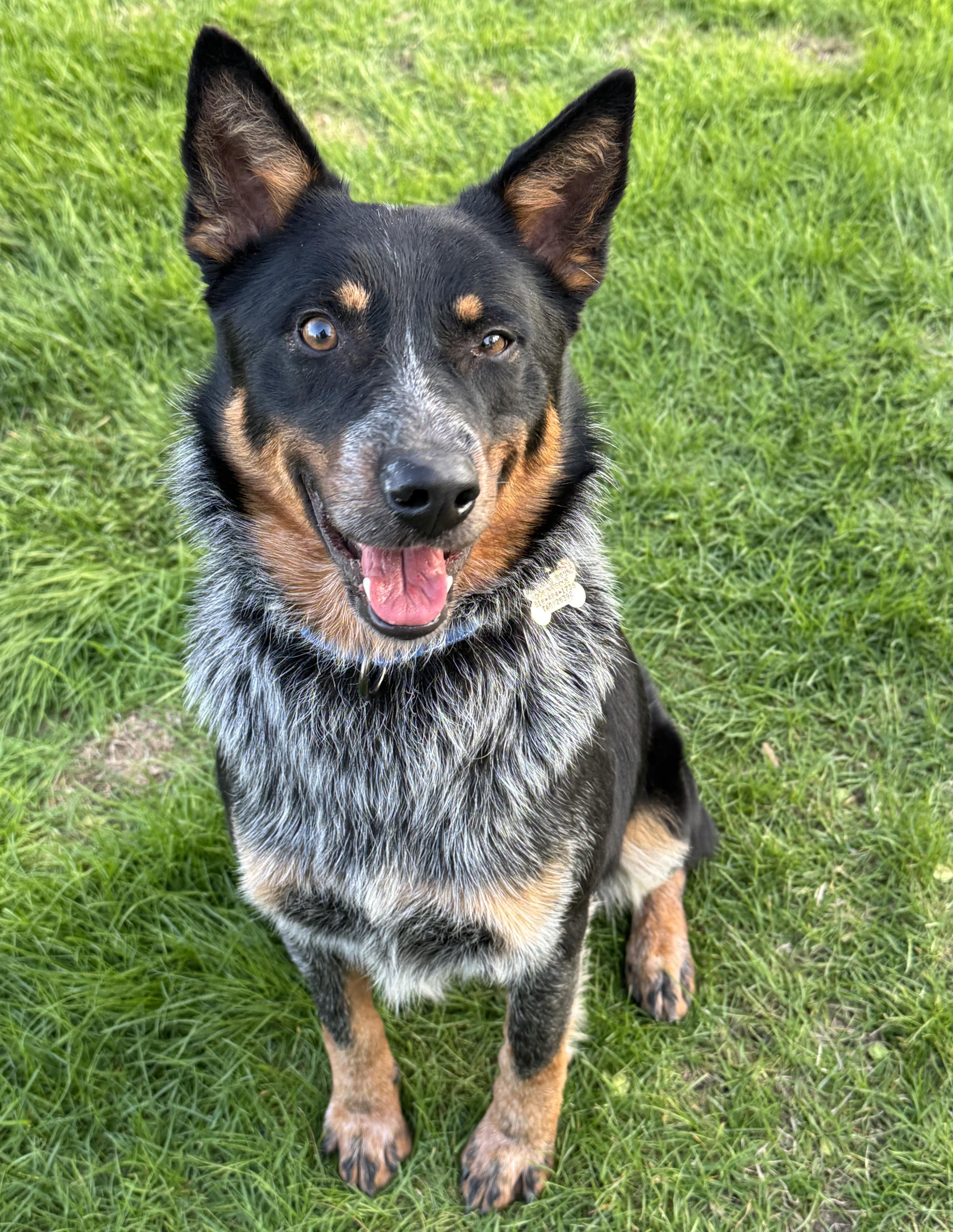 Goose, an adopted Cattle Dog in Albany, NY image 2/5